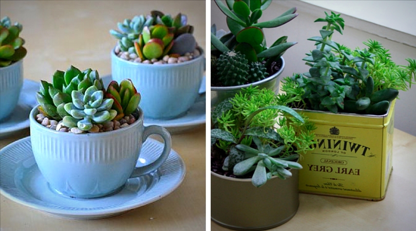 succulentes__tasse_the