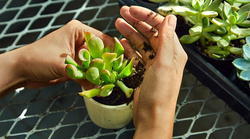 les plantes d'intérieur c'est bon pour le moral