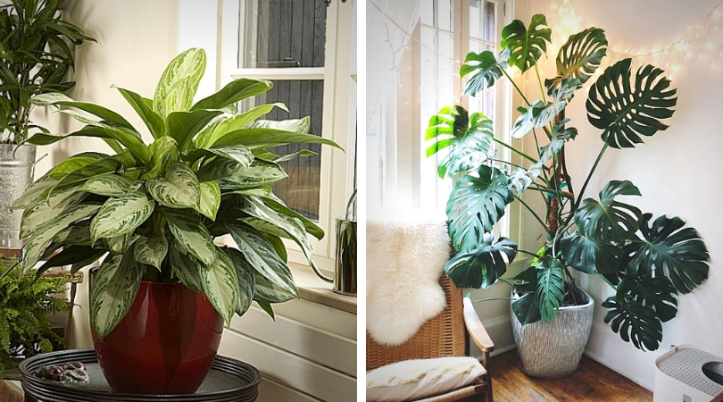 vertus des plantes d'intérieur acoustique devant une fenêtre