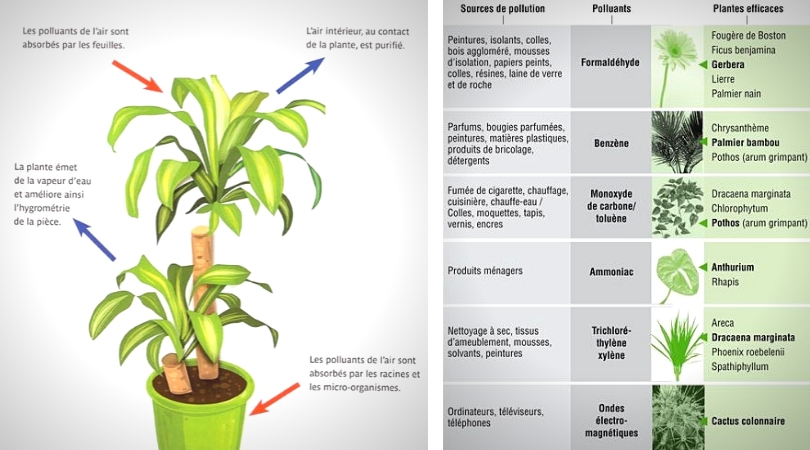 vertus des plantes d'intérieur schéma et liste
