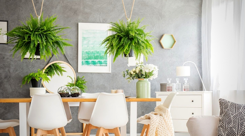 Connaissez-vous les vertus des plantes d&rsquo;intérieur