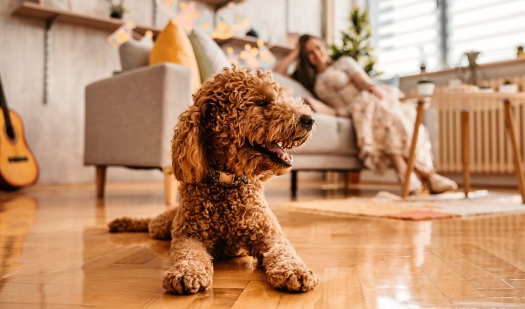 10 complexes d&rsquo;appartements où les animaux sont les bienvenus