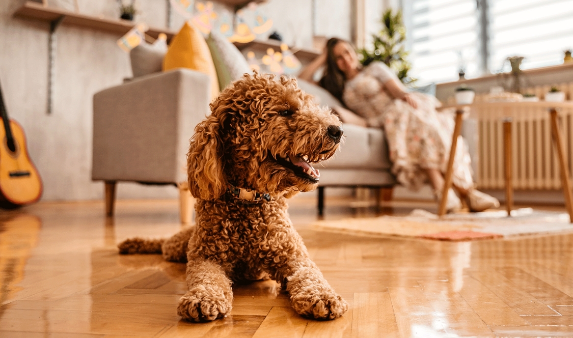 10 complexes d&rsquo;appartements où les animaux sont les bienvenus