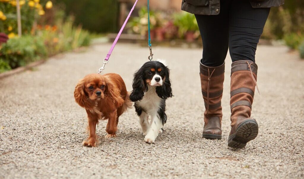 Équinoxe condos locatifs offre la promenade des chiens