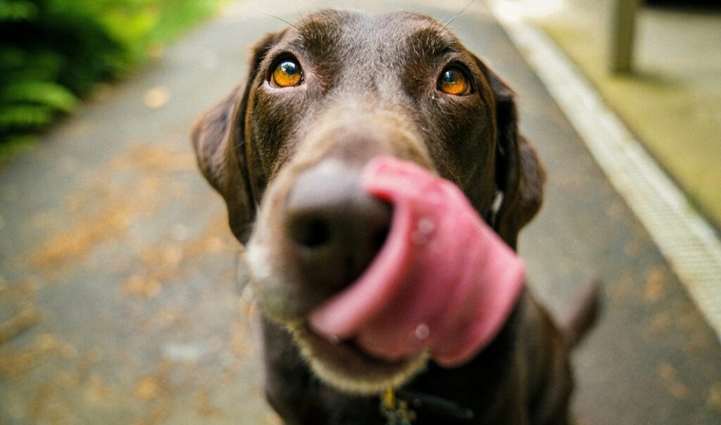 5 appartements montréalais où les chiens sont les bienvenus