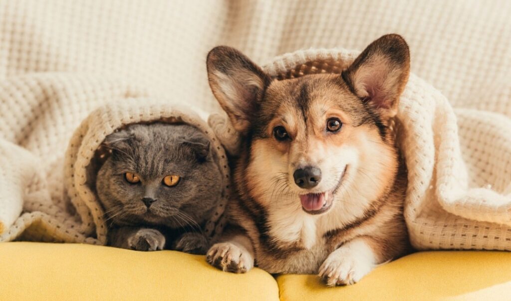 Appartements qui acceptent les animaux partout au Québec