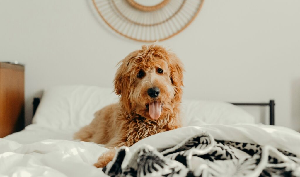 Appartements à Montréal où les animaux sont acceptés