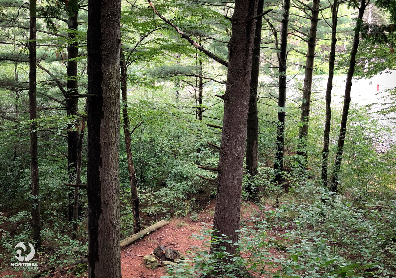A walking path in a forest